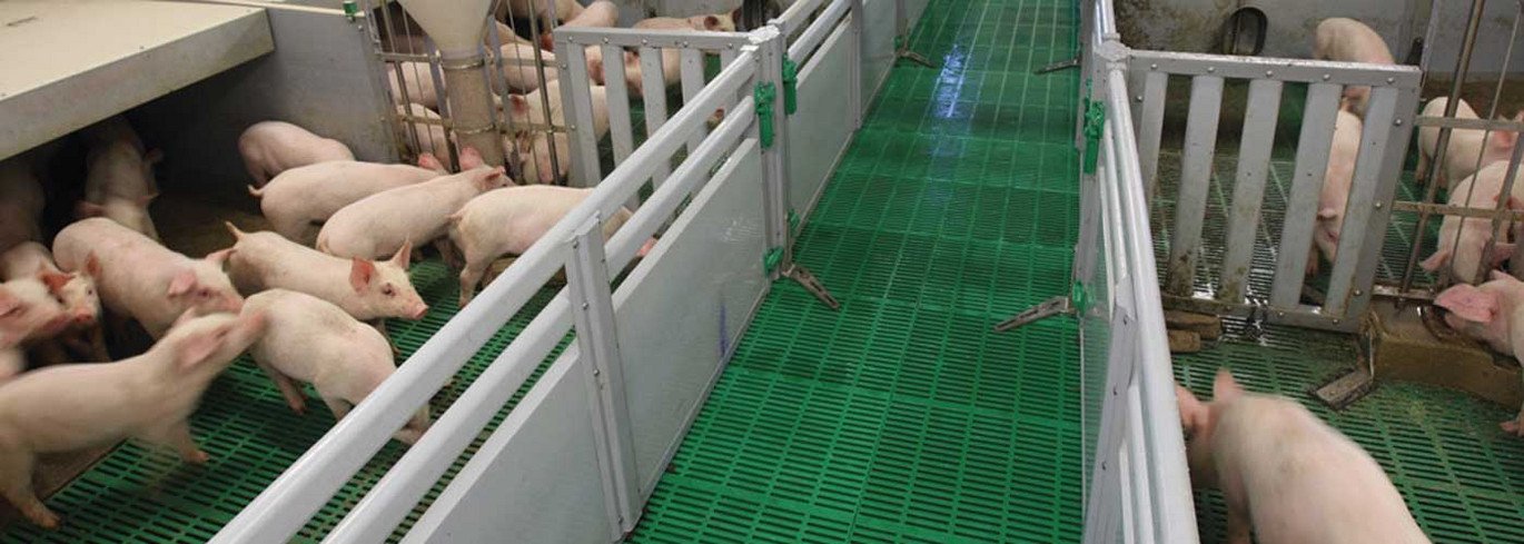Aufzuchtferkel und Mastschweine: FUNKI FLEX Aufzuchtferkel und Mastschweine: FUNKI FLEX