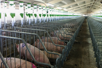 2600-sows-7