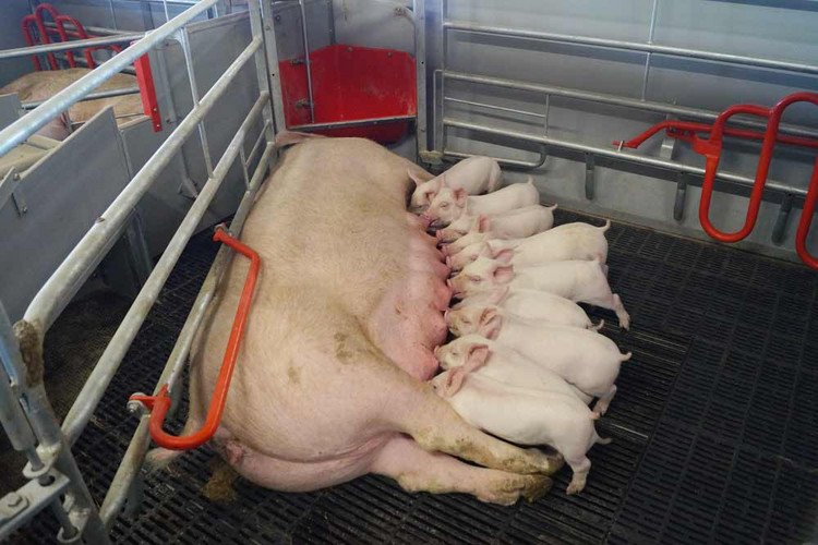 Sow With Piglets In Farrowing Pen
