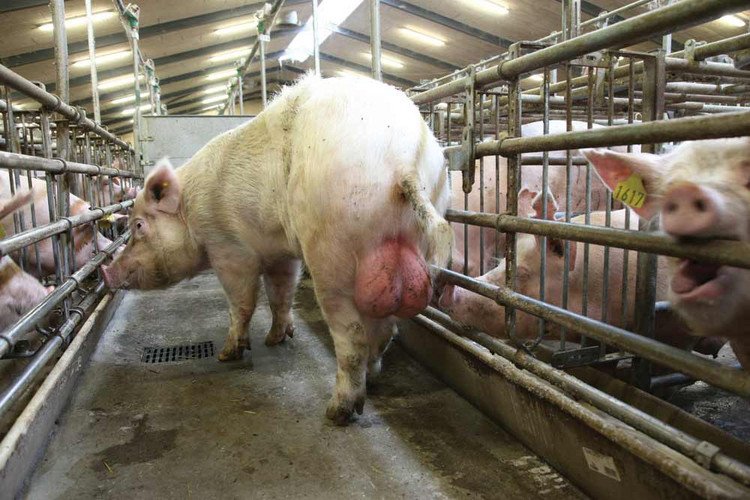 Boar in a mating stall