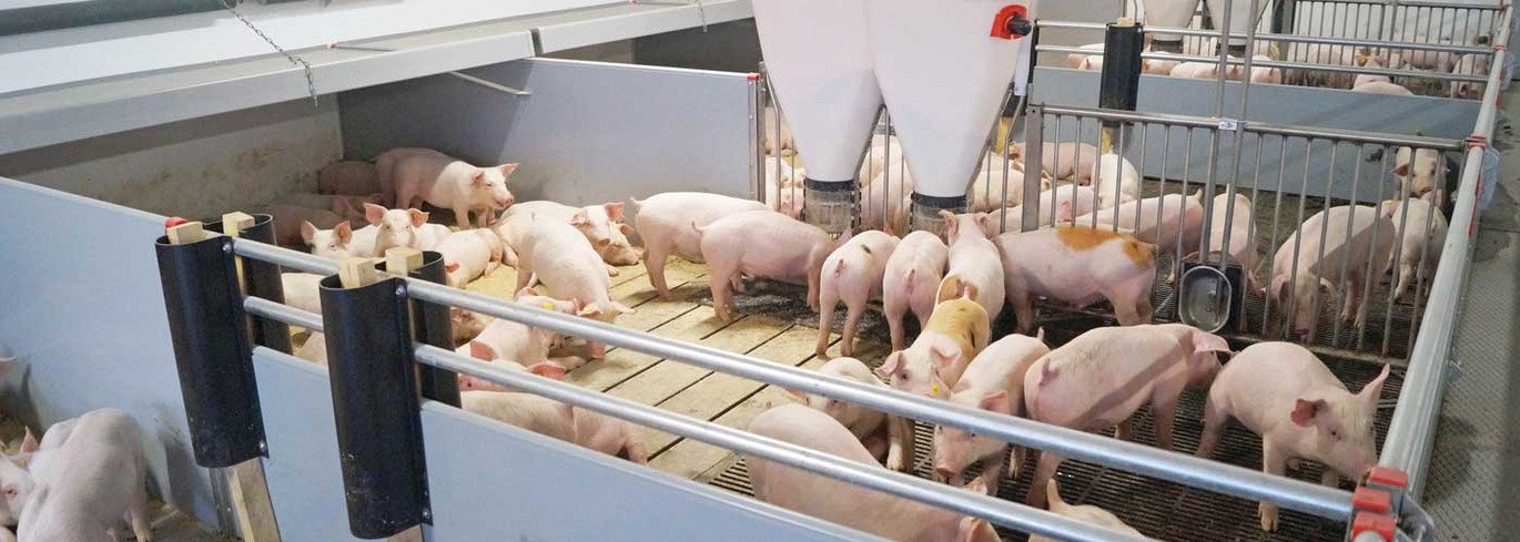 Aufzuchtferkel und Mastschweine: CLEAN-O-FLEX