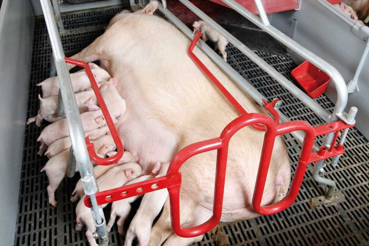 Sow with piglets in farrowing crate
