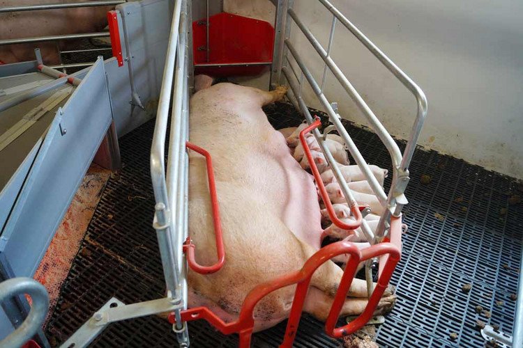 Sow fixated in farrowing crate