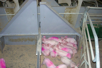 1100-sows-6