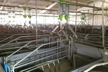 2600-sows-5