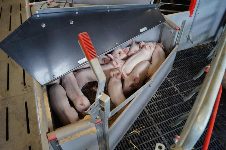Piglets-in-piglet-nest-farrowing-pen