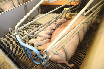 2600-sows-6