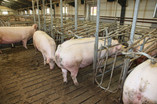 800-sows-8