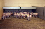 800-sows-5