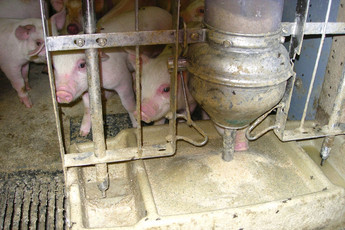 1100-sows-1