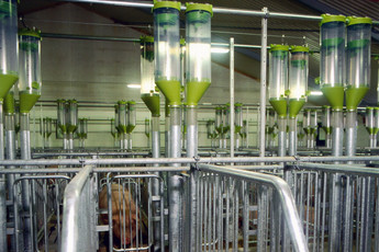 2600-sows-8