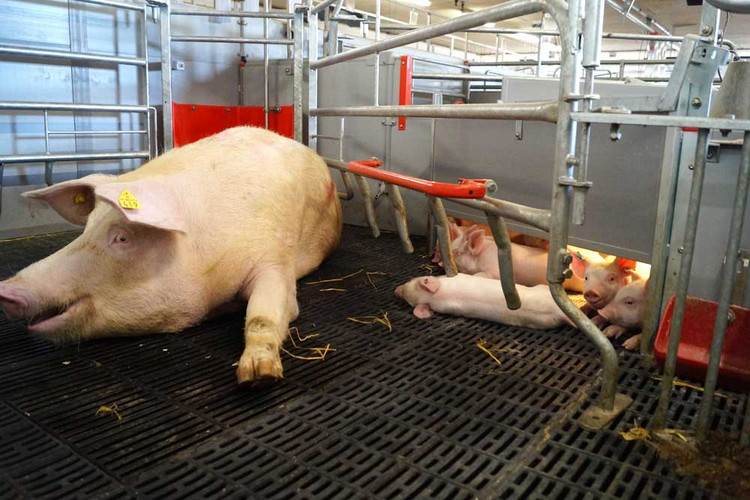 Sow-with-piglets