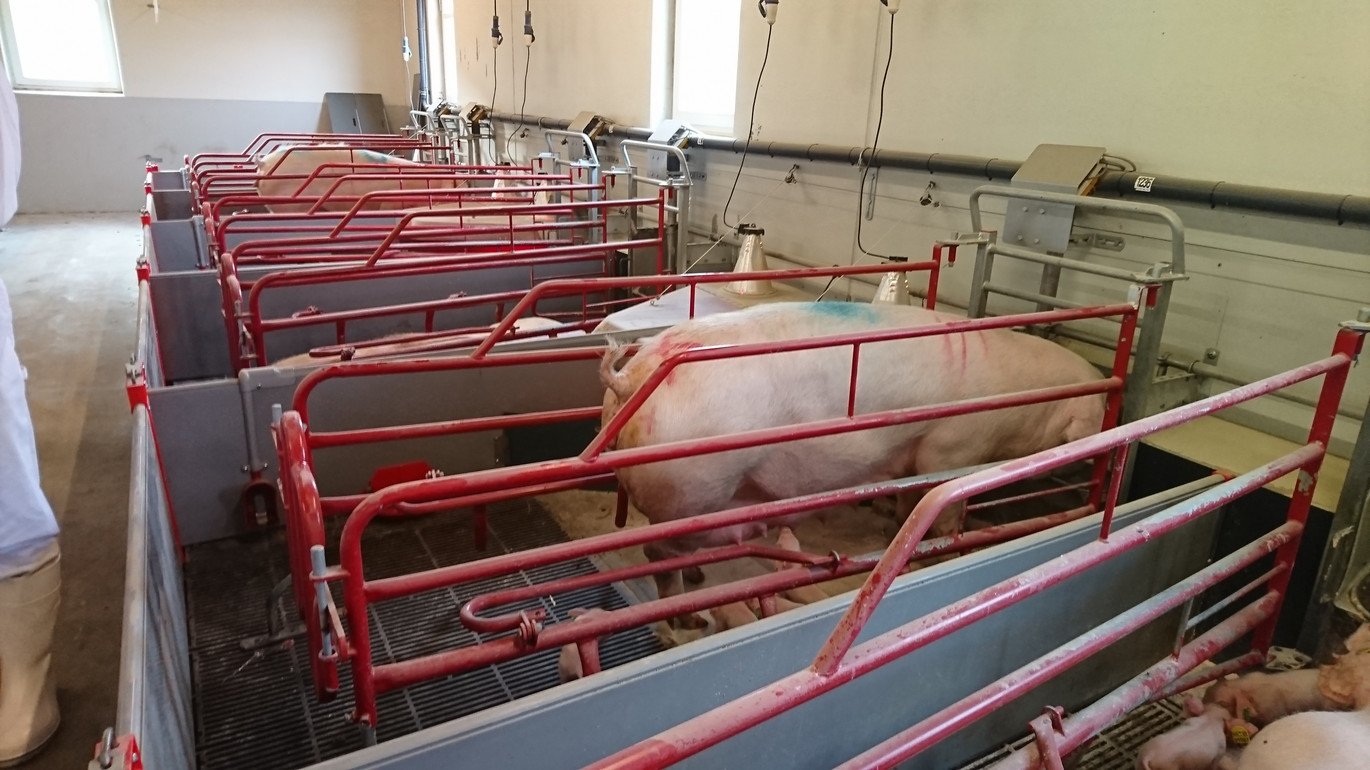 Egebjerg farrowing crate