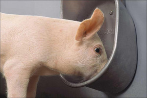 Drinking cups for pigs