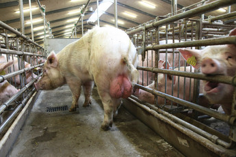 2600-sows-4