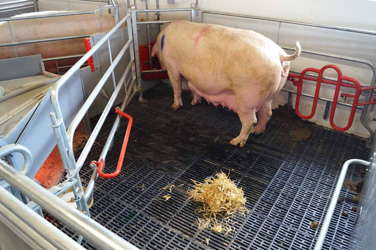 Sow-eating-from-corner-trough