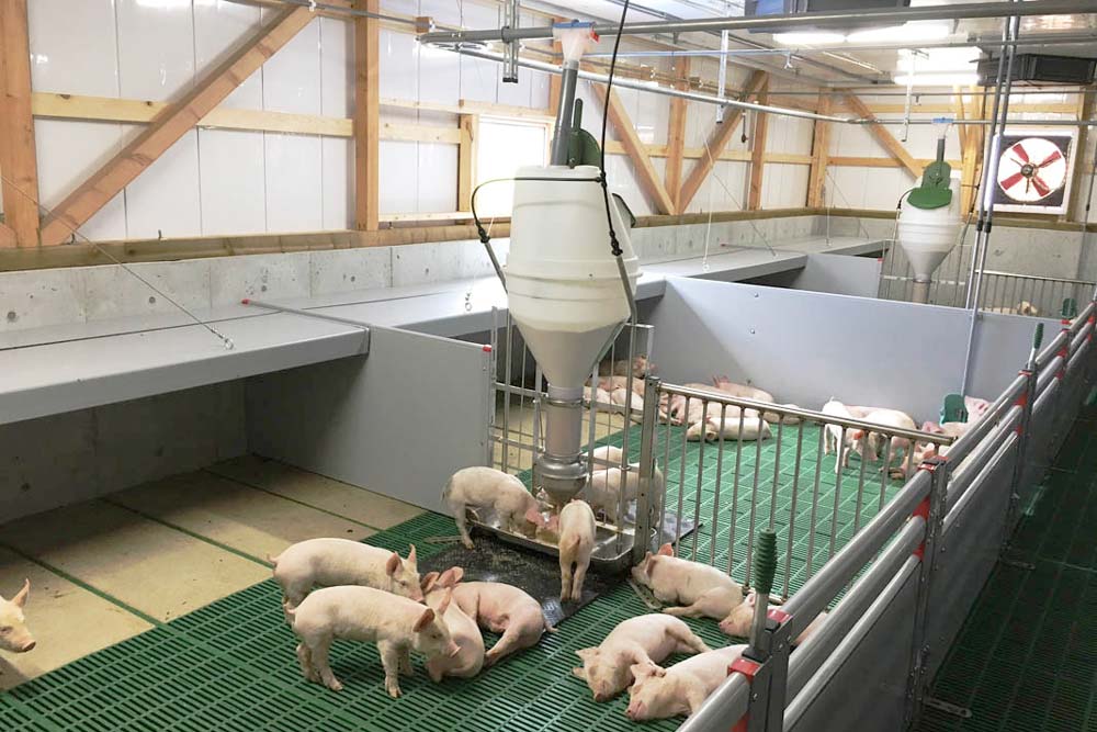 800 Sauen an die Osumi Farm in Japan