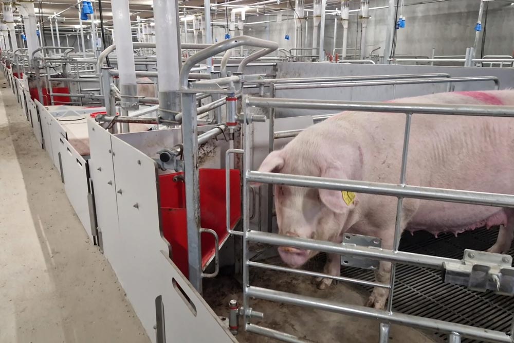 FarrowComfort | Abferkelbucht für lose Sauen