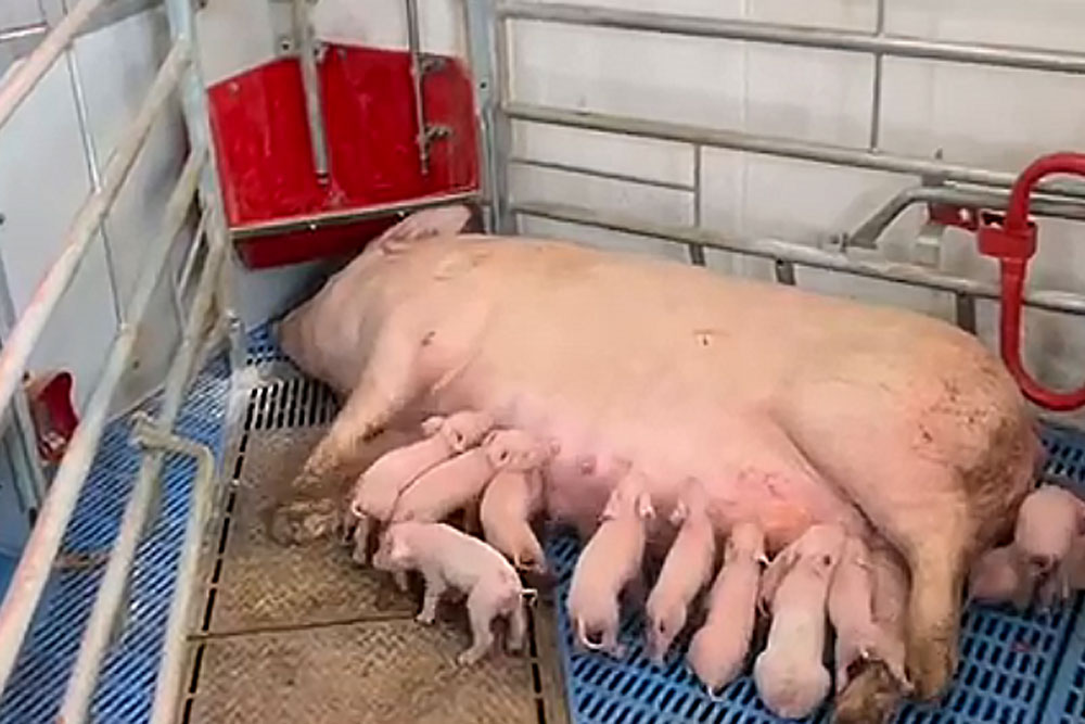 Der Landwirt aus Illinois setzt den Fokus auf Tierwohl