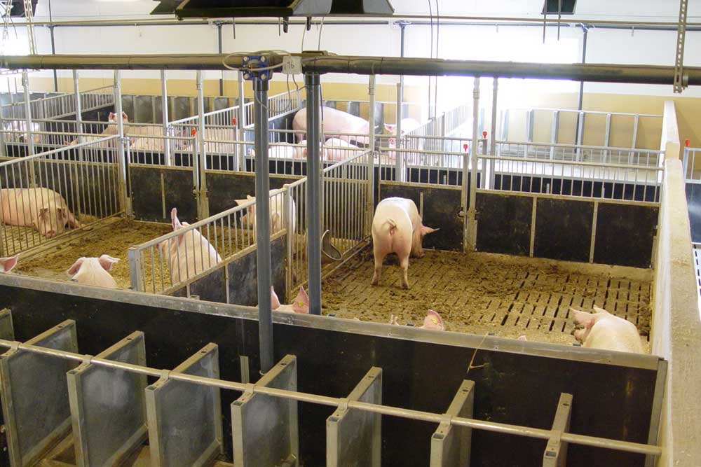 Trennwandsystem für Sauen und Eber: INN-O-FLEX