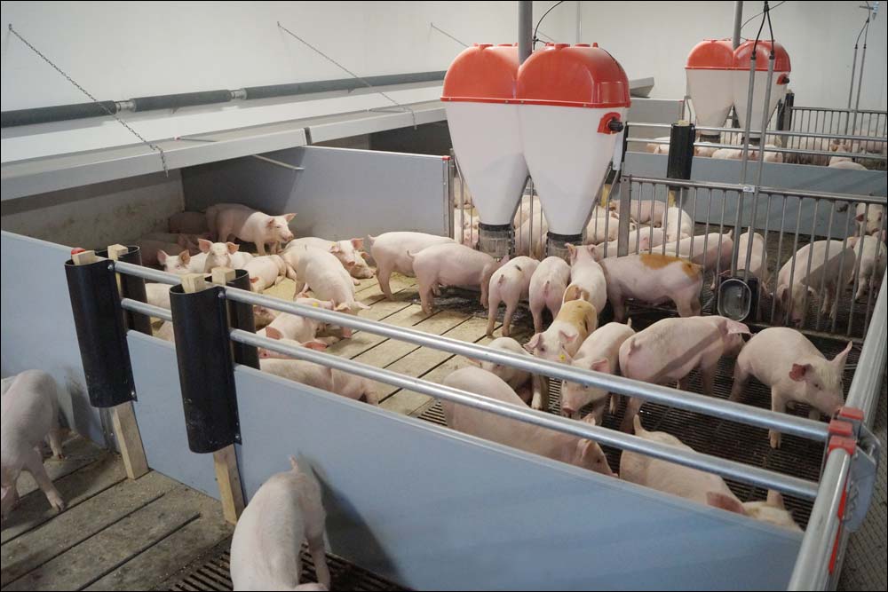 Aufzuchtferkel und Mastschweine
