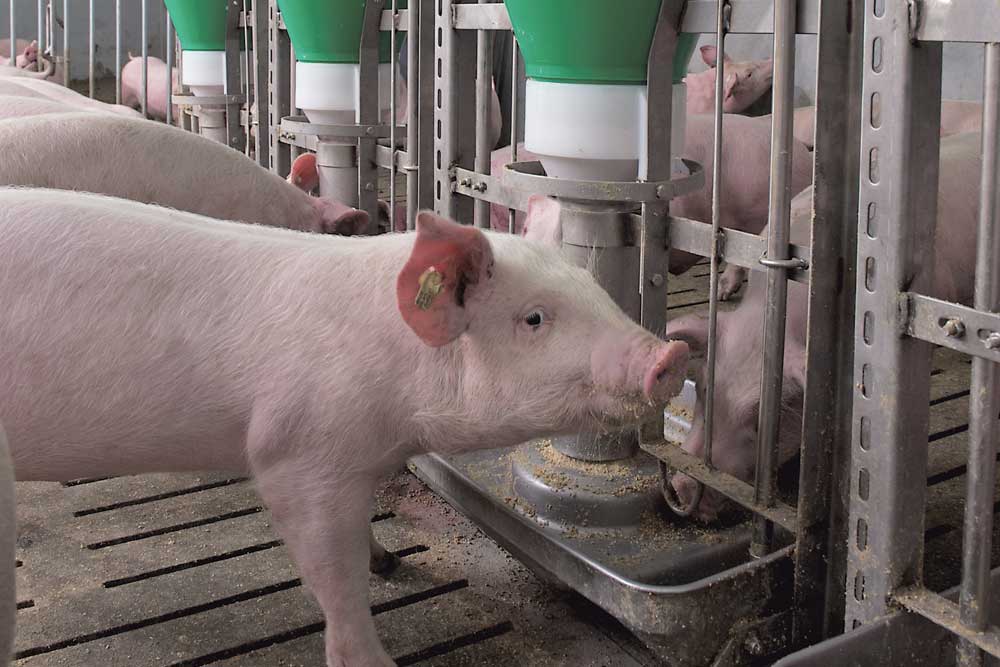 Futterautomaten für Schweine