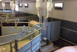 COMBI-FEEDER für Sauen