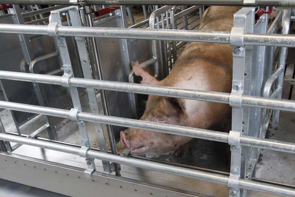 Edelstahltrog Für Sauen, Ferkel und Mastschweine