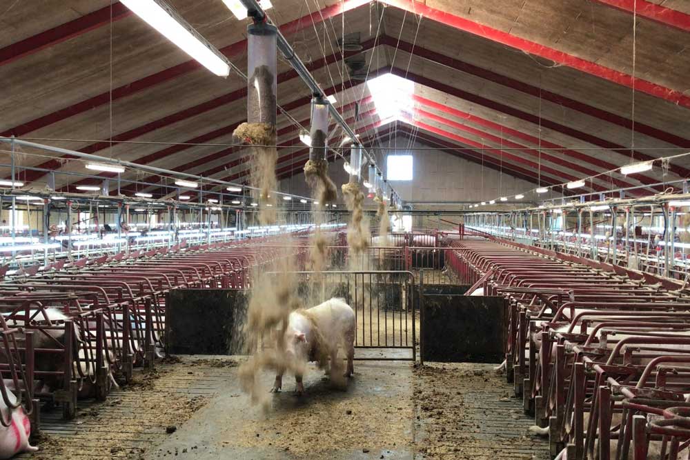 Automatische Strohverteilung für Schweine