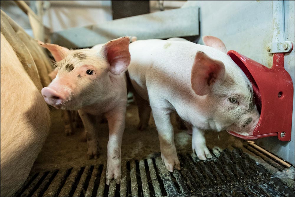 Baby Care - Verteilung der Milch an die Abferkelbuchten
